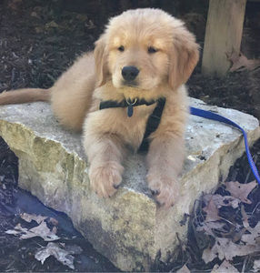 Meet your Posher, Joysan